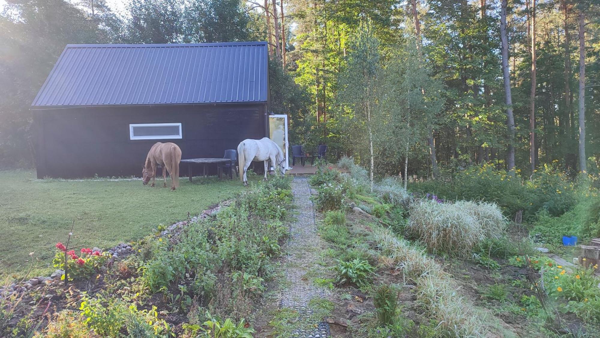 Modern Sauna Cabin In Horse Ranch Liyeplauke ภายนอก รูปภาพ